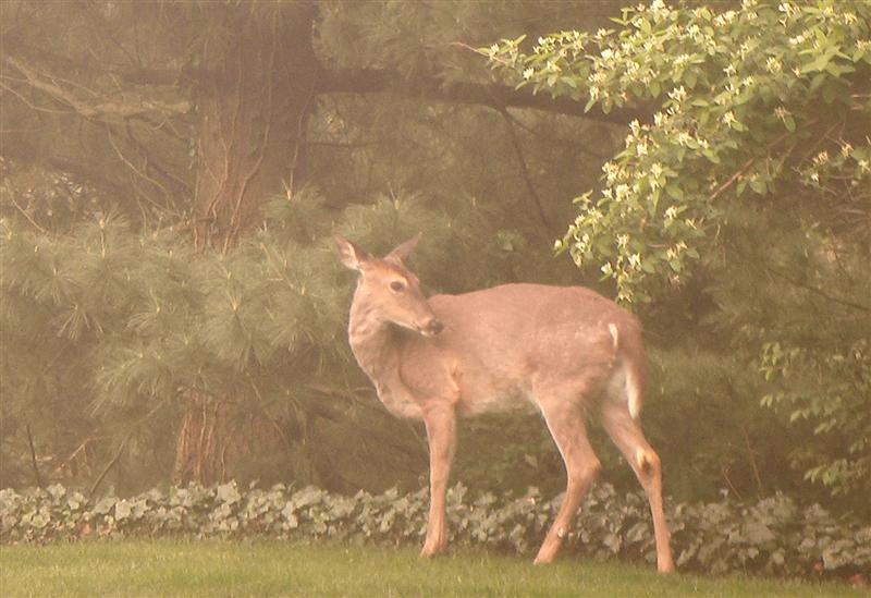 Pictures of deer in out backyard